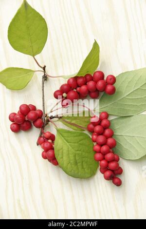 Reife Früchte von roter Schizandra mit grünen Blättern. Reiche Ernte von reifen und roten Schizandra Stockfoto