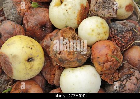 Faule und weiße Äpfel auf Komposthaufen im Garten. Konzept der verdorbenen Produkte. Haufen verfaulter Äpfel Stockfoto