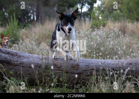 Freies Hundespringen in der Natur mit schönen Farben Stockfoto