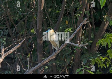 Kappreiher im Amazonas-Regenwald bei Alta Floresta, Brasilien Stockfoto