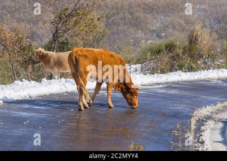Kühe am Berg mit Schnee im Sanabria, in der Nähe der See, Castilla y Leon, Spanien Stockfoto