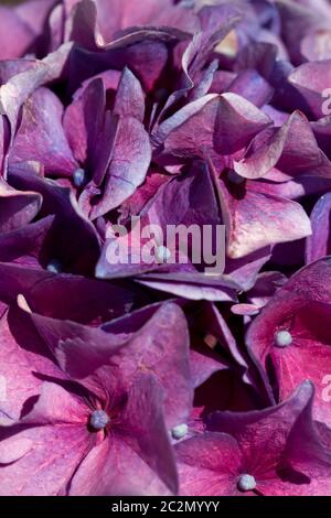 Hortensien 003 Stockfoto