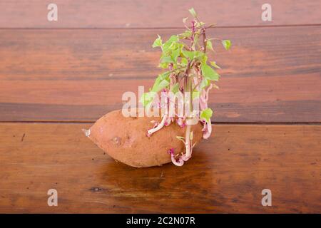 Kartoffel in den Küchentisch sprießen Stockfoto