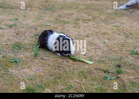 Schwarz-weißes Meerschweinchen, Cavia porcellus, knabbern ein grünes Blatt Stockfoto