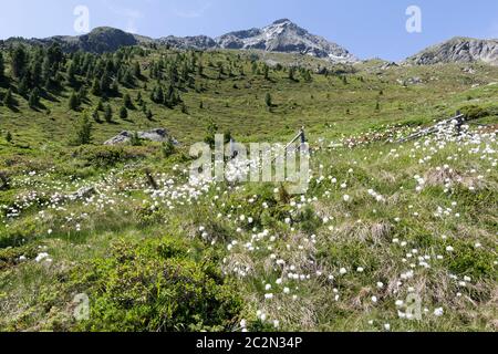 Baumwollgras unterhalb des Großen Moosstocks im Ahrntal in Südtirol, Italien Stockfoto
