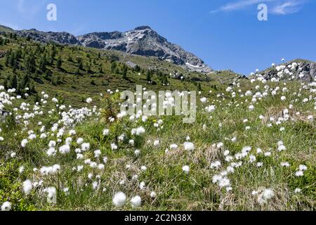 Baumwollgras unterhalb des Großen Moosstocks im Ahrntal in Südtirol, Italien Stockfoto