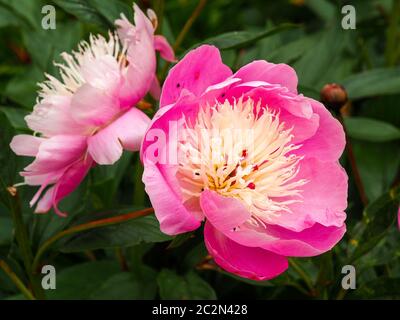 In einem Sommergarten können Sie schöne pinkfarbene Pfirschenblüten, Paeonia Lactiflora Bowl of Beauty, bewundern Stockfoto