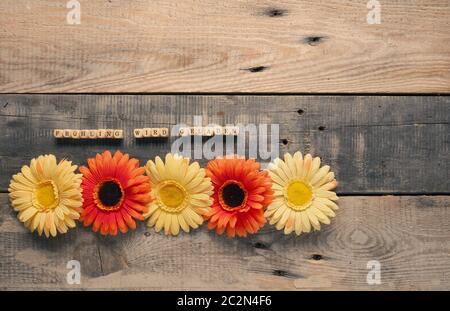 Schöne Gerbera-Blumen mit den deutschen Worten lädt der Frühling auf eine rustikale Holzplanke Stockfoto