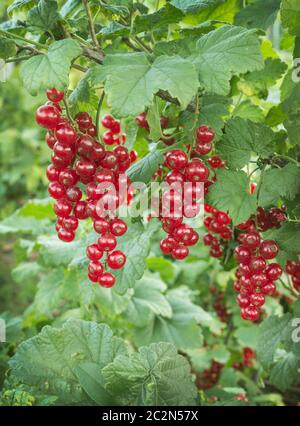 Rote Johannisbeeren auf einem Zweig Stockfoto