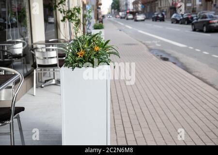 Cafés im Freien mit leeren Tischen und dekorativem Grün. Verkehr, Gehweg und Fahrradweg. Städtische Umwelt Stockfoto