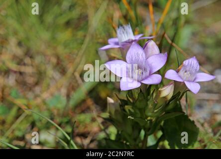 Deutsch-fränkische Gentianella germanica Stockfoto