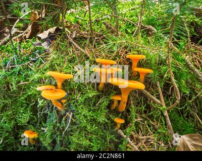 Niedrige Winkelansicht einer kleinen Gruppe von falschen Pfifferlingen (lateinisch: Hygrophoropsis aurantiaca) auf einer regnernassen Waldlichtung eines Nadelwaldes in au Stockfoto