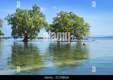 Zwei Mangrovenbäume Ebbe Zone. Südostasien Stockfoto