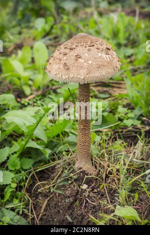 Im Garten wuchs der Pilz-Regenschirm (Macrolepiota procera) Stockfoto