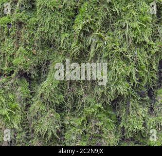 Moos und Schimmel Einfluss auf einer Holzplatte Stockfoto