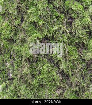 Moos und Schimmel Einfluss auf einer Holzplatte Stockfoto