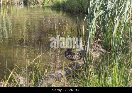 Rei Wildenten sitzen auf dem See im Schilf Stockfoto