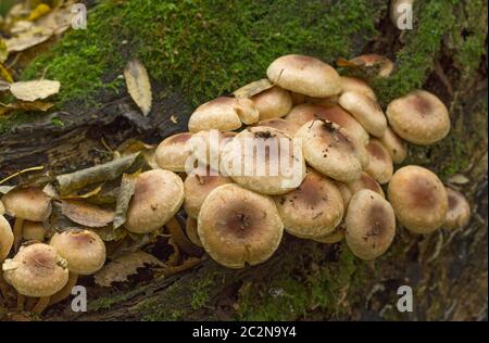 Pilze, Pilz klein viel auf Holz wachsen. Stockfoto