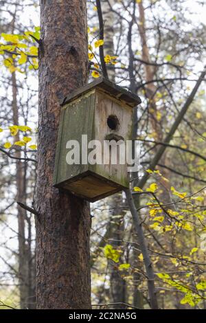 Holz Vogelhaus auf einer Kiefer. Herbstlichen Wald. Stockfoto