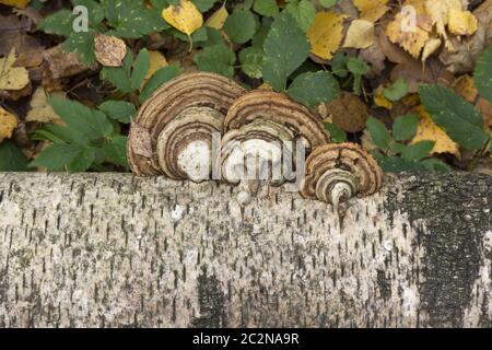 Pilze wachsen auf dem Stamm einer Birke Herbst Hintergrund. Stockfoto