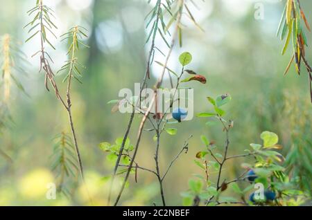 Rund saftige blaue Fruchtblaubeeren wachsen im Herbst auf einem Busch im Hintergrund von Nadelwäldern in der wilden nördlichen Tundra von Yakutia. Stockfoto