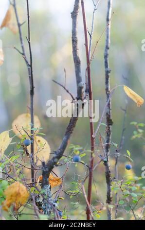Blaue saftige Wildblaubeeren wachsen im Herbst auf einem Busch in vielfarbiger Vegetation mit gelben Blättern und einem moosigen Baumstamm in der nördlichen Tundra. Stockfoto