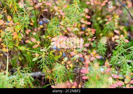 Blaue saftige wilde Nordblaubeeren wachsen in farbenfroher Vegetation und Gras im grünen und roten Herbst in der Tundra des russischen Waldes. Stockfoto