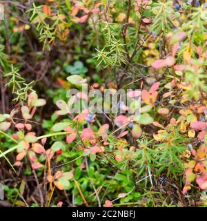 Helle Herbstvegetation in der nördlichen Taiga von Yakutia mit bunten roten und gelben Blättern und blauen Blaubeeren. Stockfoto