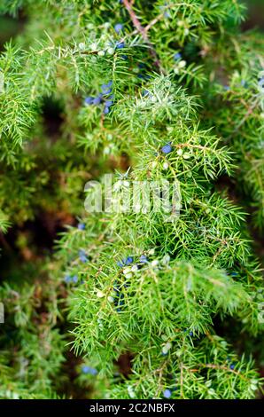 Blaue Reife und grüne unreife Beeren wachsen auf einem Nadelzweig des nördlichen Wildwacholders in der Taiga von Yakutia. Stockfoto