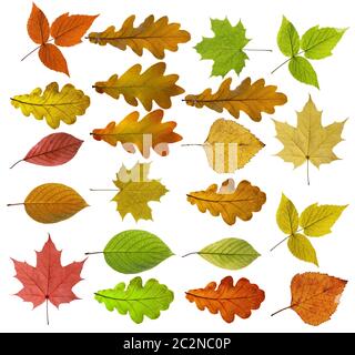 Bunte und helle Hintergrund gemacht von gefallenen Herbst Blätter. Stockfoto