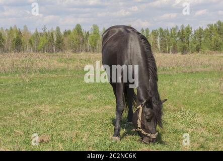 Porträt von einem schwarzen Pferd auf dem Hintergrund des grünen Grases Stockfoto