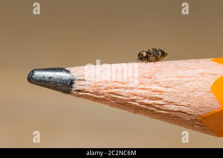 Museumskäfer (Anthrenus museorum) Stockfoto