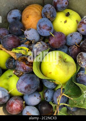 Äpfel und Pflaumen als Abfall in einem Eimer im Garten Stockfoto