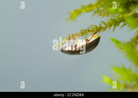 Wasserfresser (Hydrobius fuscipes) Stockfoto