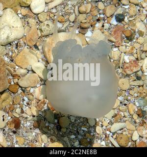 Quallen schwimmen in der Nähe von Felsen unter Wasser Stockfoto