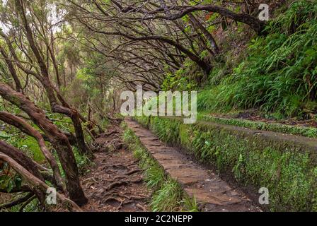 Wanderweg nach 25 Quellen, 25 Fontes, Rabacal, Madeira, Stockfoto