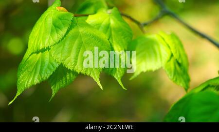 Naturhintergrund mit Birkenzweigen und jungen hellen Blättern vor der Tagessonne. Stockfoto