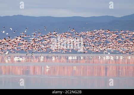 Herde von rosafarbenen Flamingos von Lake Manyara, Tansania. African Safari Stockfoto