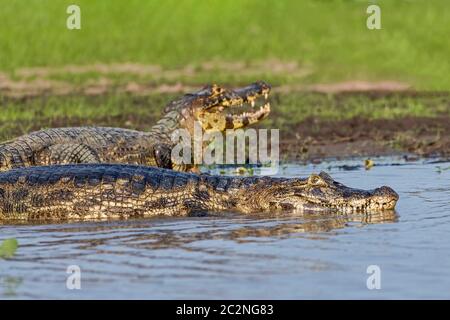 Brillenkaiman (Caiman crocodilus yacare), Pantanal, Mato Grosso, Brasilien Stockfoto