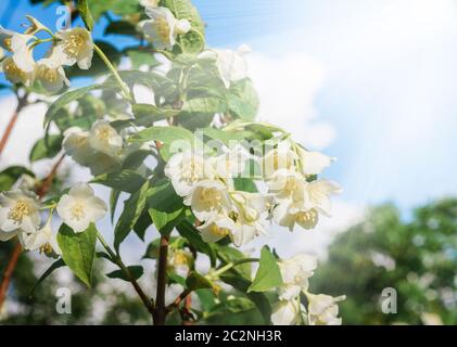 Blühender Jasminbusch Stockfoto