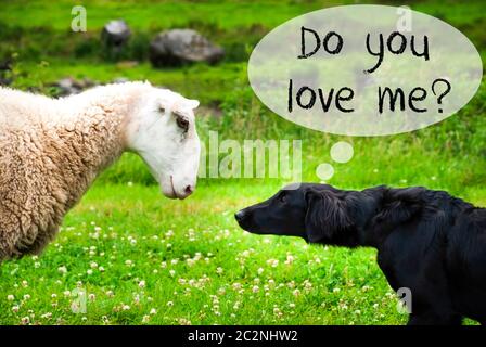 Hund Trifft Schaf Mit Sprechballon. Englischer Text "Do You Love Me. Green Grass Meadow" In Norwegen. Stockfoto
