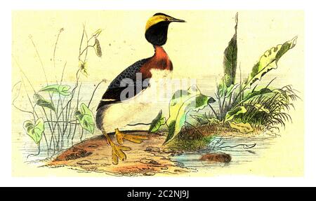 Slawonischer Grebe, Illustration mit Weinlese. Von Buffon Komplette Arbeit. Stockfoto