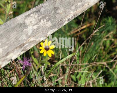 Leuchtend gelbe Blume im Feld unter rustikalen hölzernen Zaun Schiene Stockfoto