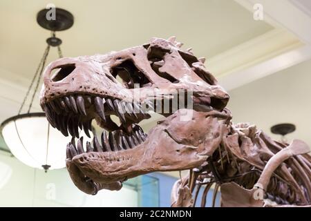 Nahaufnahme des Tyrannosaurus Kopf in Paläontologie Museum. Raubtier Dinosaurier der jurazeit. Stockfoto