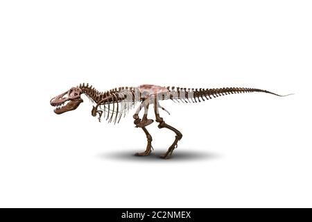 Tyrannosaurus Skelett isoliert auf weißem Hintergrund. Raubtier Dinosaurier der jurazeit. Stockfoto