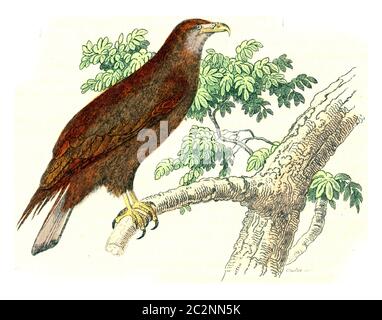 Osprey, Vintage gravierte Illustration. Von Buffon Komplette Arbeit. Stockfoto