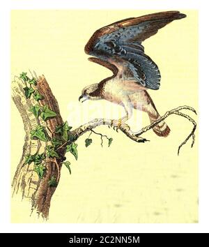 Osprey, der Seeadler, Vintage gravierte Illustration. Von Buffon Komplette Arbeit. Stockfoto