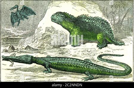 Der Teleosaurus und der Hylaeosaurus der Jurazeit, Vintage graviert Illustration. Von der natürlichen Schöpfung und Lebewesen. Stockfoto