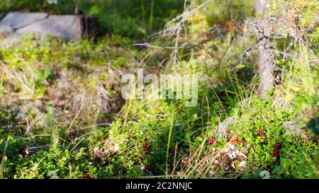 Viele leuchtend rote Beeren wilder Preiselbeeren wachsen auf grünen Büschen in einer Lichtung im Nordwald, der von Sonnenlicht durchflutet ist. Stockfoto