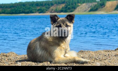 Der Hofhund liegt auf einem Sand-Kiesstrand am Ufer des nördlichen Flusses Yakutia auf dem Hintergrund des Abhangs des Ufers mit Fichtenwald. Stockfoto